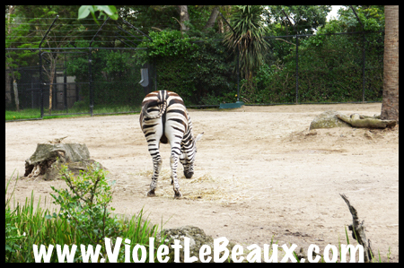 VioletLeBeaux-Melbourne-Zoo-1030273_1359 copy